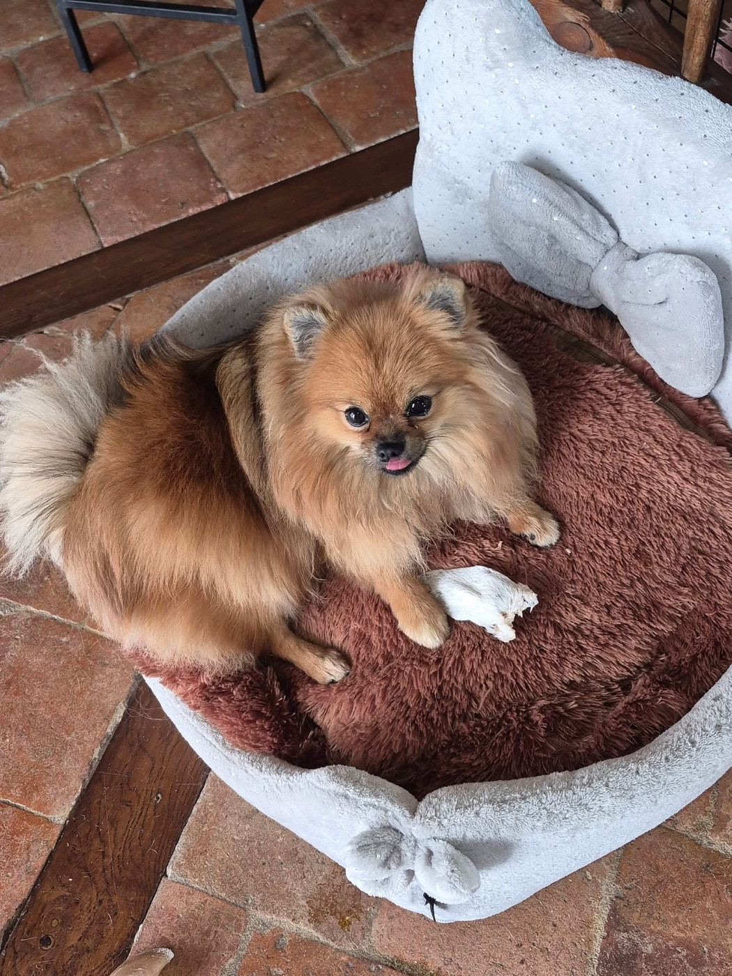 Velours Peche D'une Banquise Et D'un Roi