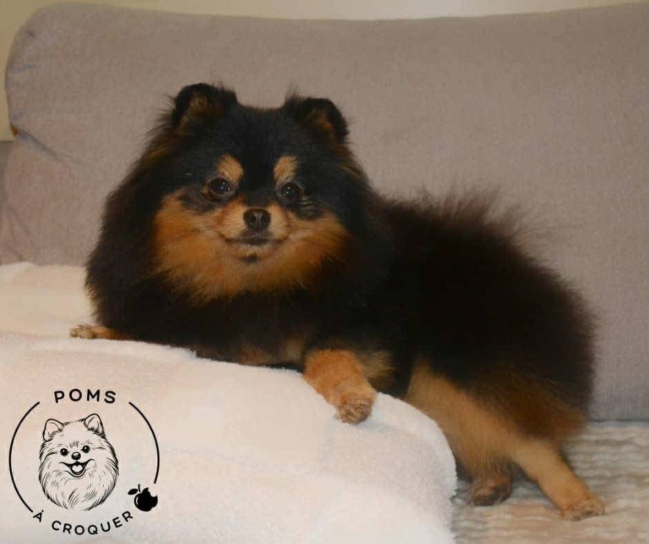 Vaiana D'une Banquise Et D'un Roi