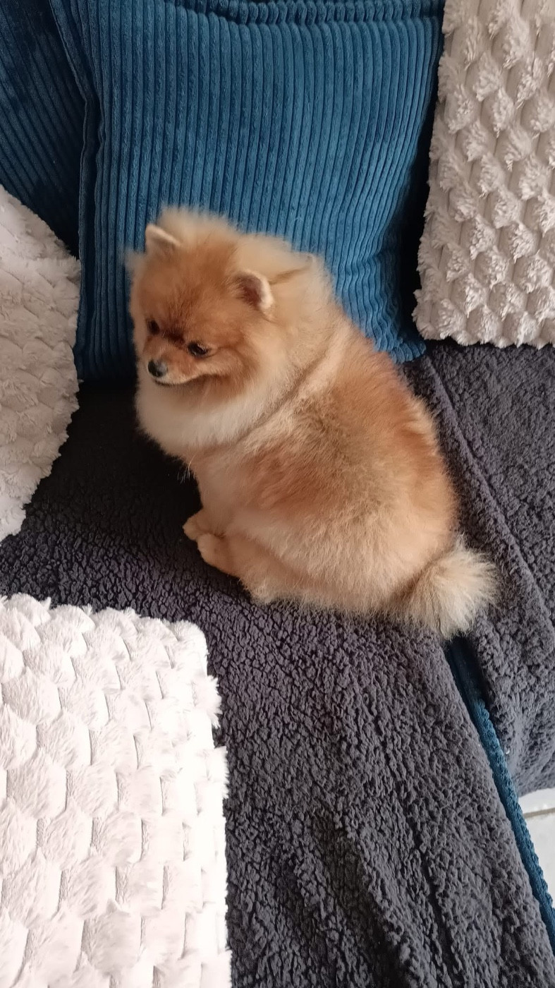 Velvet Victoria Mosneranie