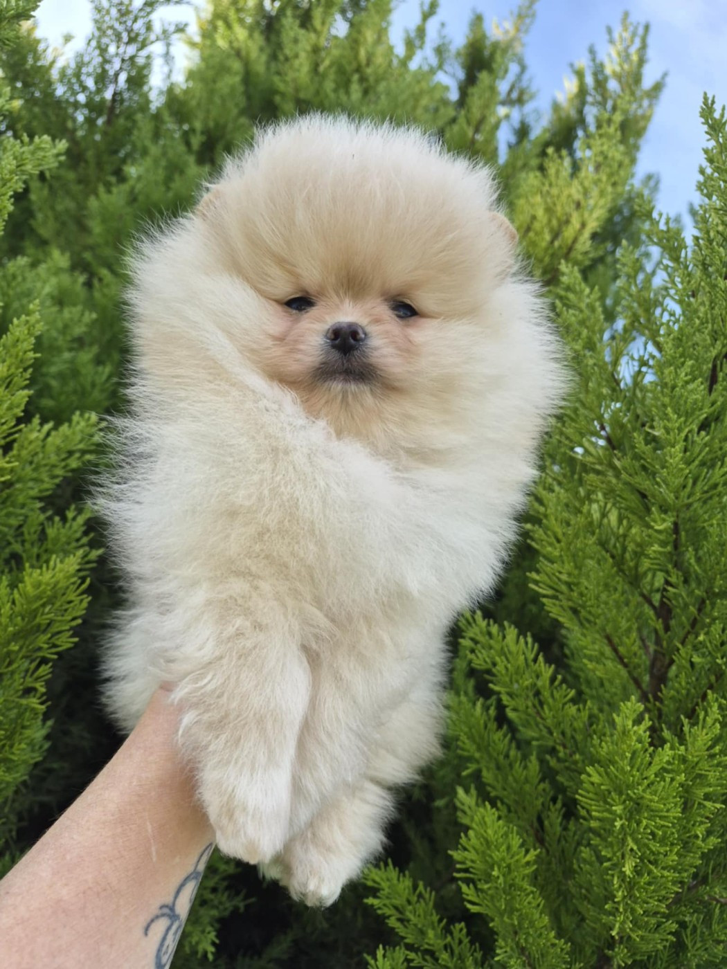 Des Poms à Croquer - Chiots disponibles - Spitz allemand